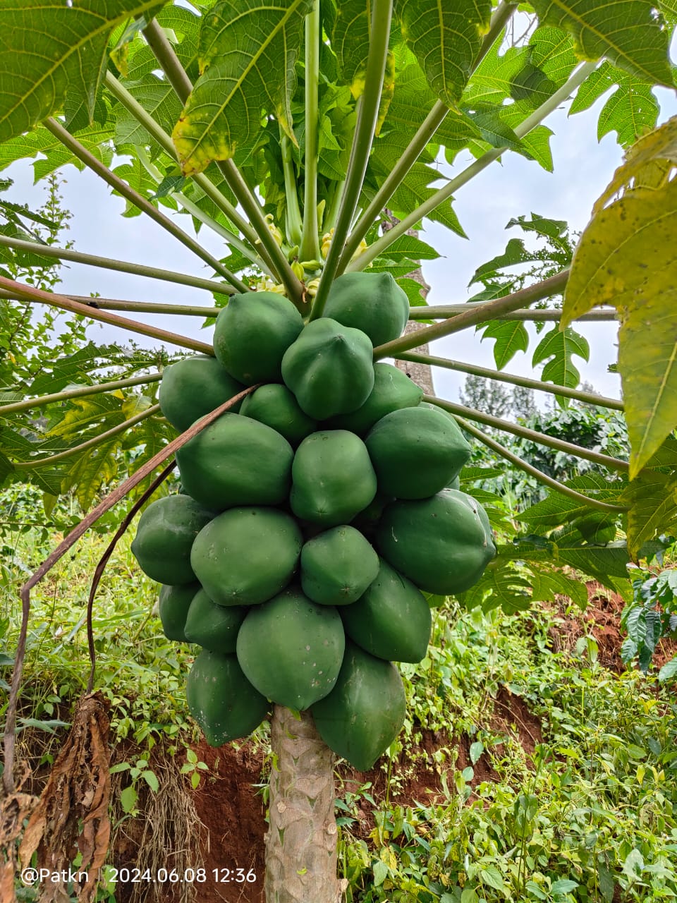 Crops cultivated due to HASA